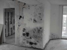 toxic-mold-damage-in-home